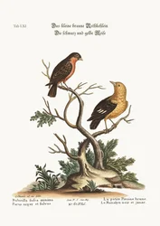 Der kleine braune Gimpel. Der schwarze und gelbe Manakyn, 1749-73